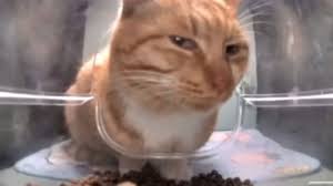 50 Cute And Funny Cat Memes To Look At ...