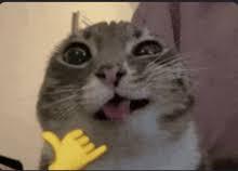 Cat GIFs | Tenor