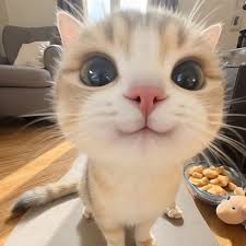 Cat Meme Pfp