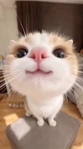 Cute Happy Cat Meme