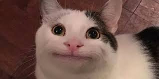 Polite Cat Meme: Is This Viral Image of ...