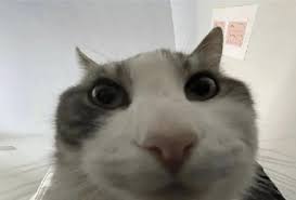 Post the best cat memes you got in the ...