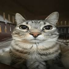 this cat meme ...