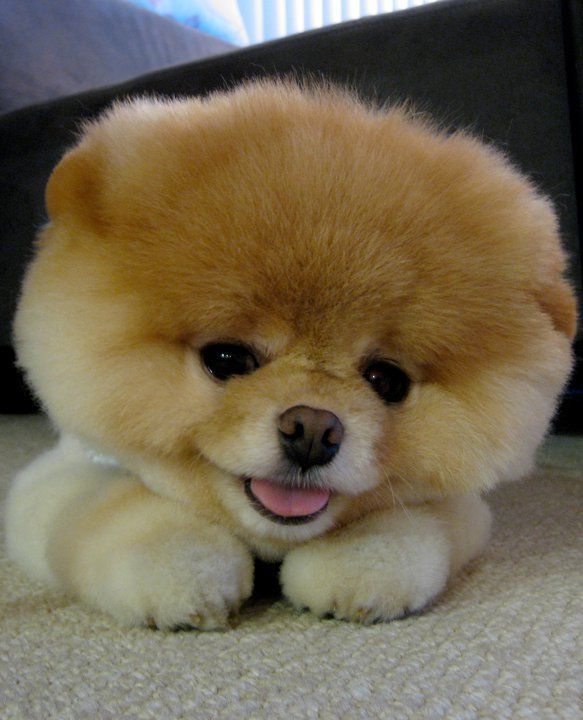 Boo the “World’s Cutest Dog”