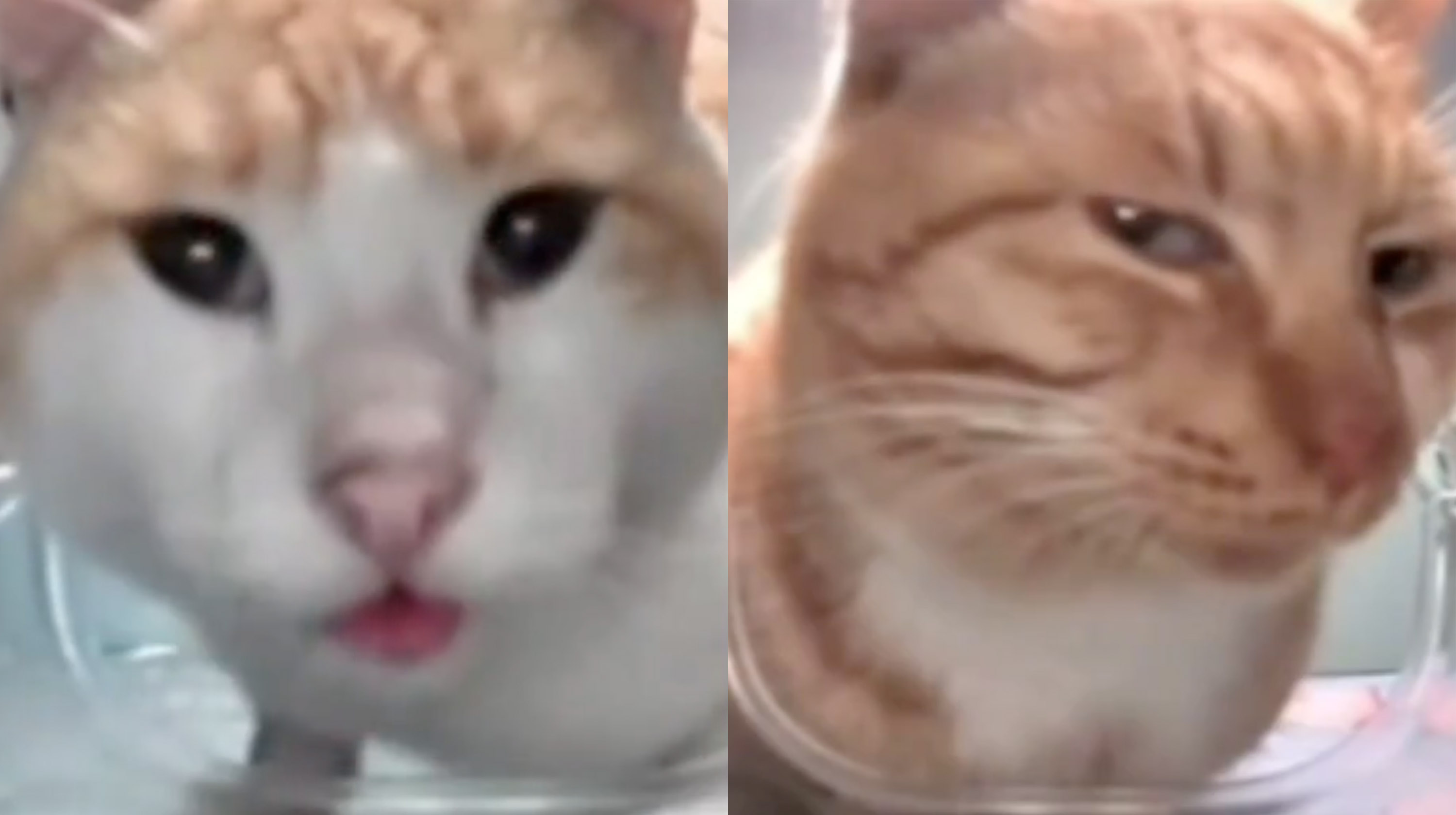 Cat Feeder Camera Cats