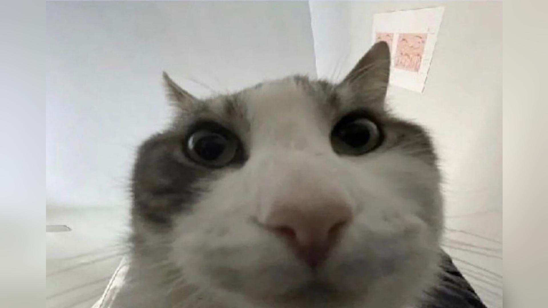 Cat Looks Inside