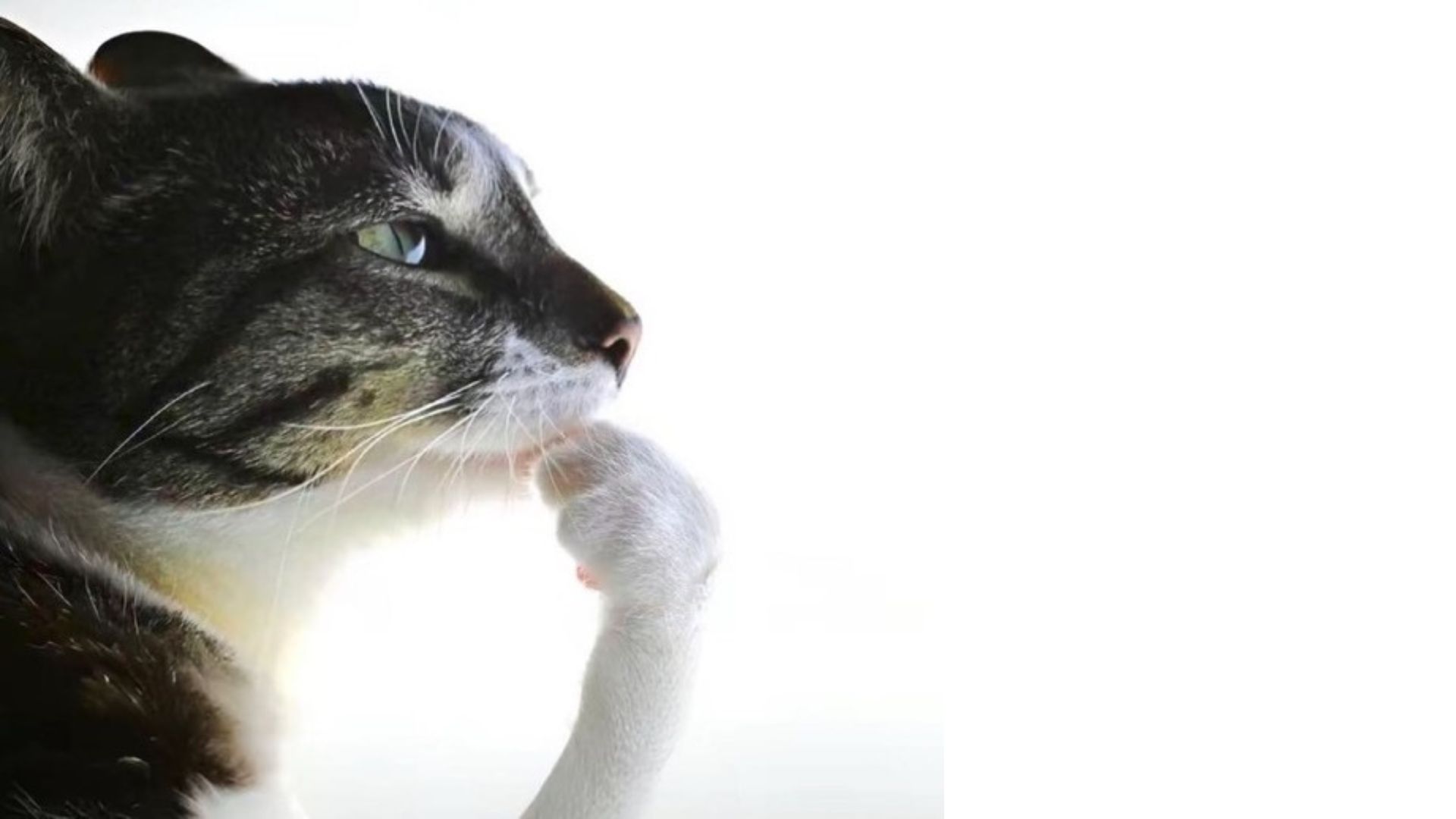 Cat Thinking