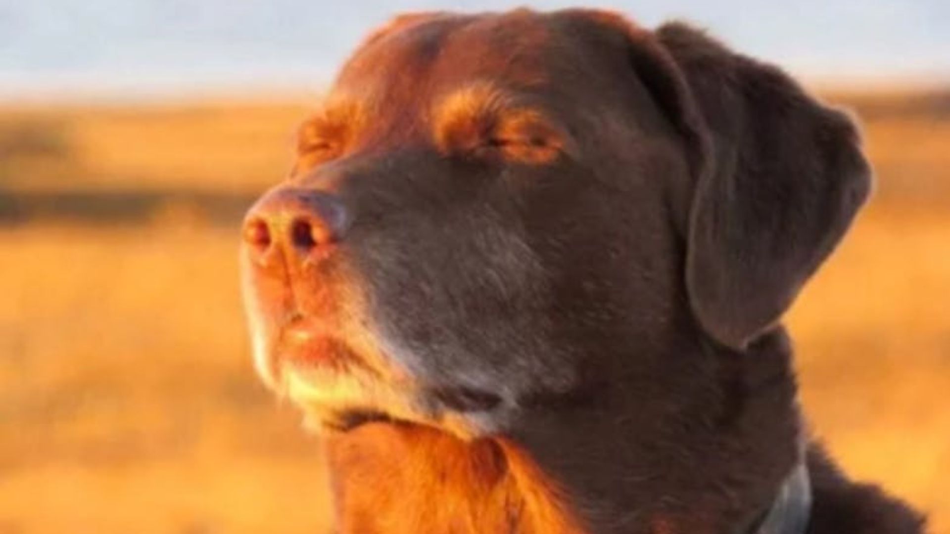 Cooked Dog / Dog Closing His Eyes