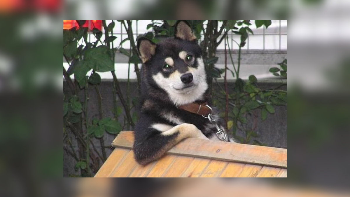 Cool Dog