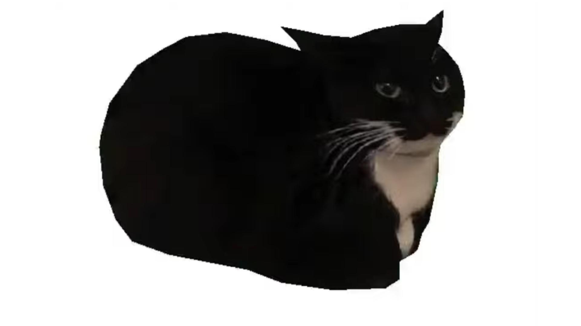 Maxwell the Cat / Spinning Cat