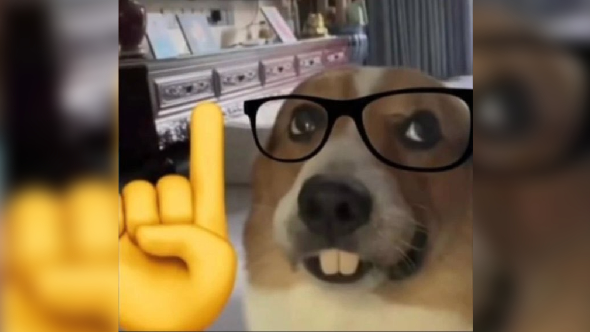 Nerd Dog