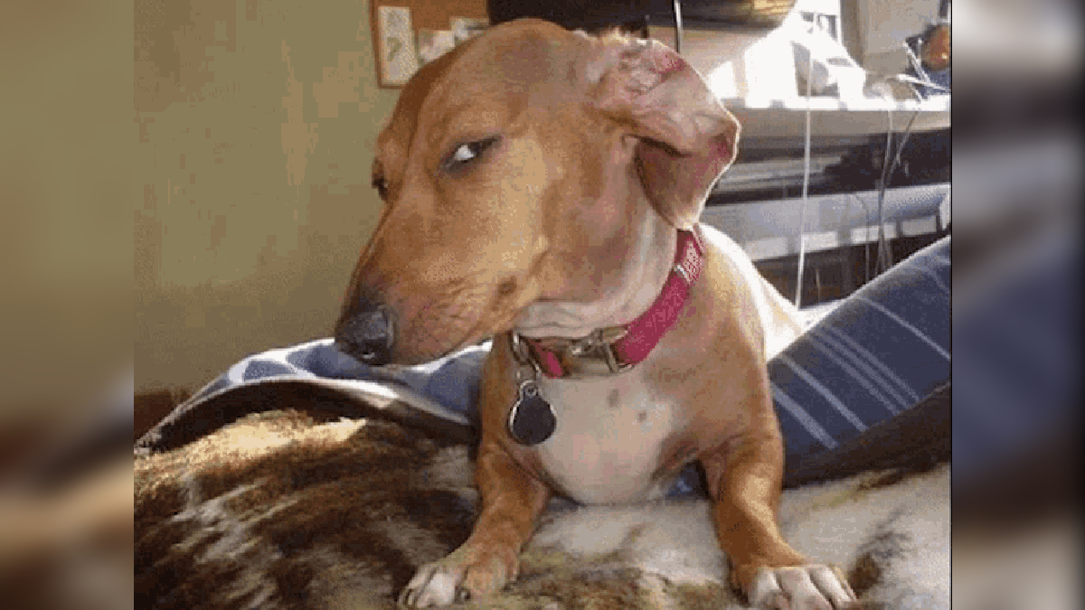 Side Eye Dog