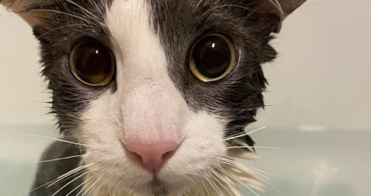 Soggy Cat