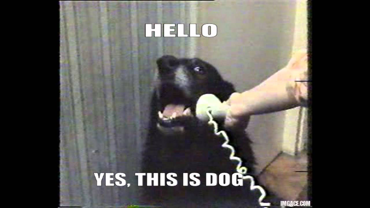 Yes, This is Dog